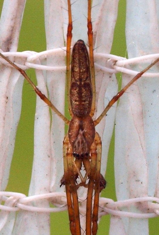 Tetragnatha sp.